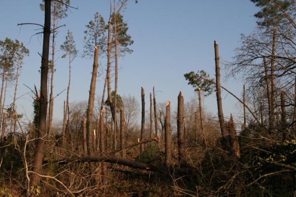 Forêt des Landes en mars 2009